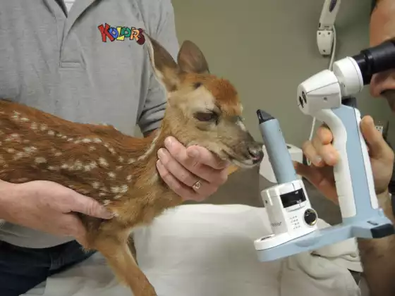 Introduction to Wildlife Rescue 