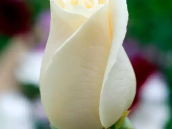 Letting Go of Perfection