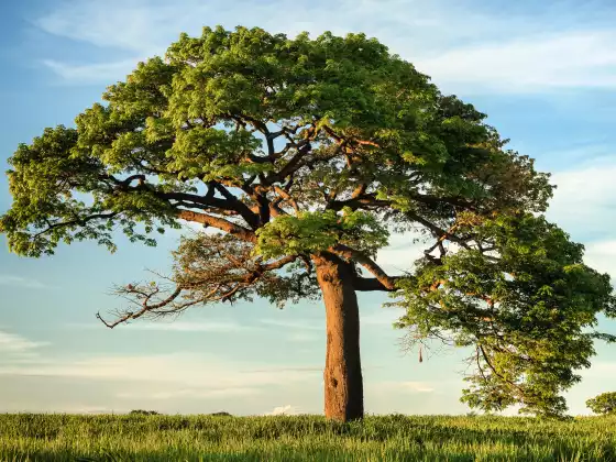 2023 ALBERO BASE - Classe 1 - 2023 -2