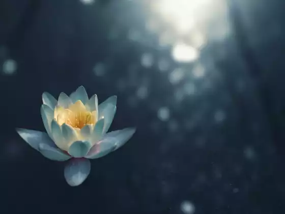 Heart Rhythm Meditation