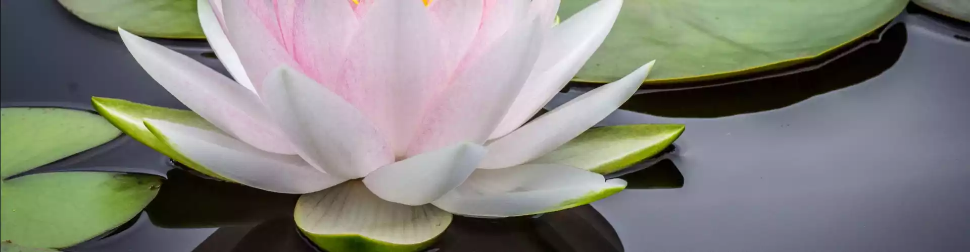 Hỏi đáp Reiki cấp 1 - Online Class by Jamie Butler