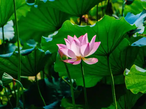 Penyembuhan Reiki Jauh selama 33 minit