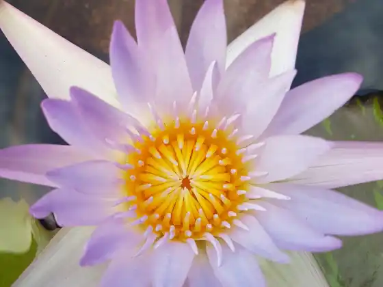 A Chakra Journey Negyedik osztály ~ A szakrális csakrád
